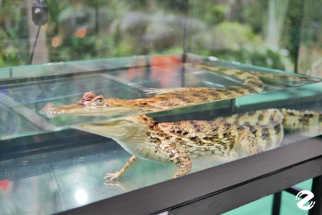 พาบุก! The Mall Lifestore Jungle Walk 2025 ท่องโลกมหัศจรรย์ ในแดนสัตว์แปลกพิศวง ชวนสัมผัสประสบการณ์ใหม่ ตื่นตาไปกับสัตว์หายากนานาชนิด! Zipevent