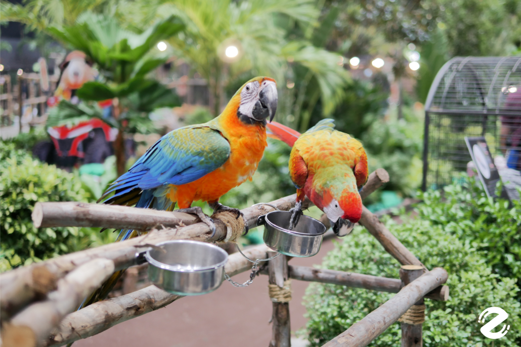 พาบุก! The Mall Lifestore Jungle Walk 2025 ท่องโลกมหัศจรรย์ ในแดนสัตว์แปลกพิศวง ชวนสัมผัสประสบการณ์ใหม่ ตื่นตาไปกับสัตว์หายากนานาชนิด! Zipevent