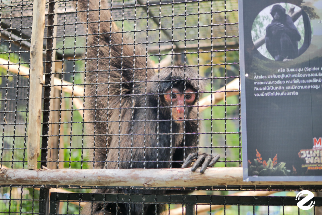 พาบุก! The Mall Lifestore Jungle Walk 2025 ท่องโลกมหัศจรรย์ ในแดนสัตว์แปลกพิศวง ชวนสัมผัสประสบการณ์ใหม่ ตื่นตาไปกับสัตว์หายากนานาชนิด! Zipevent