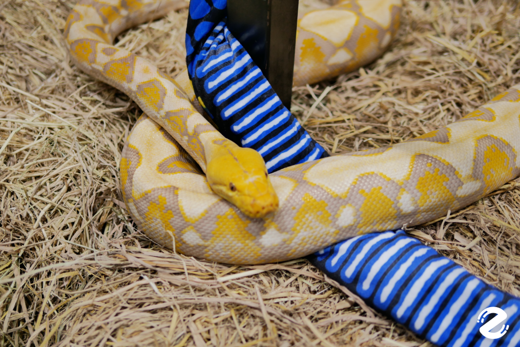 พาบุก! The Mall Lifestore Jungle Walk 2025 ท่องโลกมหัศจรรย์ ในแดนสัตว์แปลกพิศวง ชวนสัมผัสประสบการณ์ใหม่ ตื่นตาไปกับสัตว์หายากนานาชนิด! Zipevent