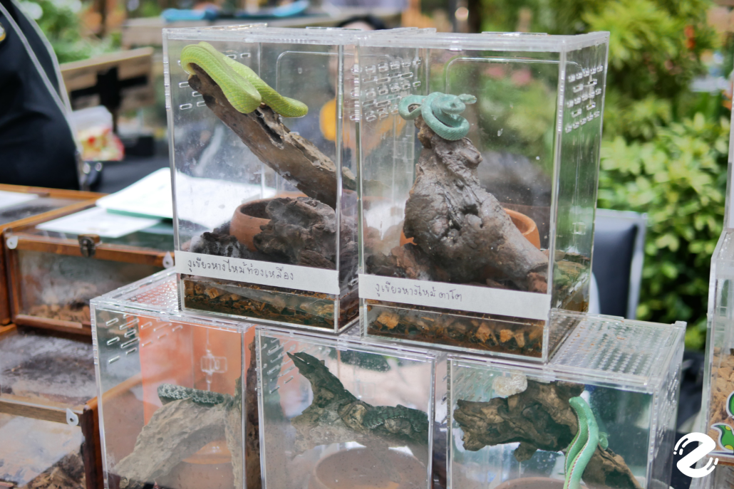 พาบุก! The Mall Lifestore Jungle Walk 2025 ท่องโลกมหัศจรรย์ ในแดนสัตว์แปลกพิศวง ชวนสัมผัสประสบการณ์ใหม่ ตื่นตาไปกับสัตว์หายากนานาชนิด! Zipevent