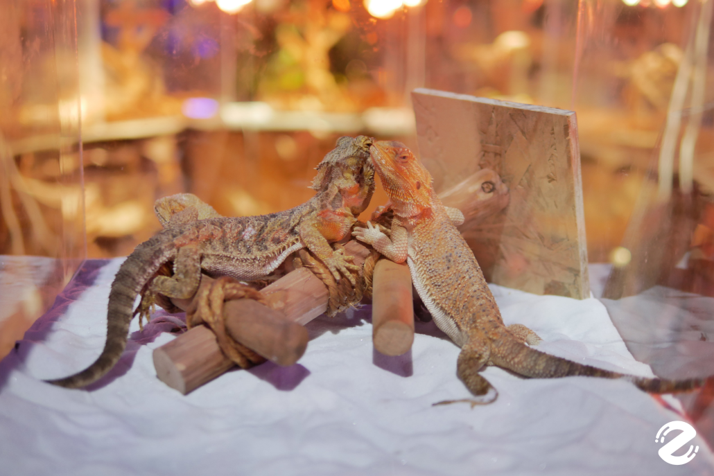 พาบุก! The Mall Lifestore Jungle Walk 2025 ท่องโลกมหัศจรรย์ ในแดนสัตว์แปลกพิศวง ชวนสัมผัสประสบการณ์ใหม่ ตื่นตาไปกับสัตว์หายากนานาชนิด! Zipevent