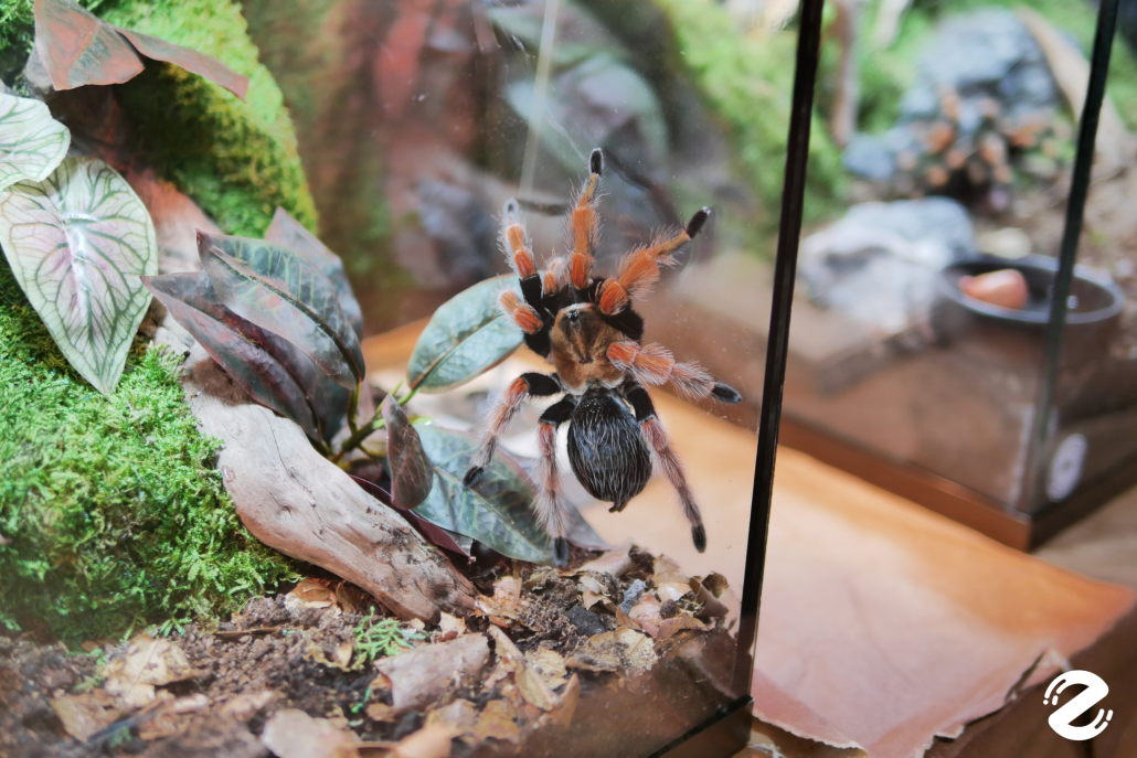 พาบุก! The Mall Lifestore Jungle Walk 2025 ท่องโลกมหัศจรรย์ ในแดนสัตว์แปลกพิศวง ชวนสัมผัสประสบการณ์ใหม่ ตื่นตาไปกับสัตว์หายากนานาชนิด! Zipevent