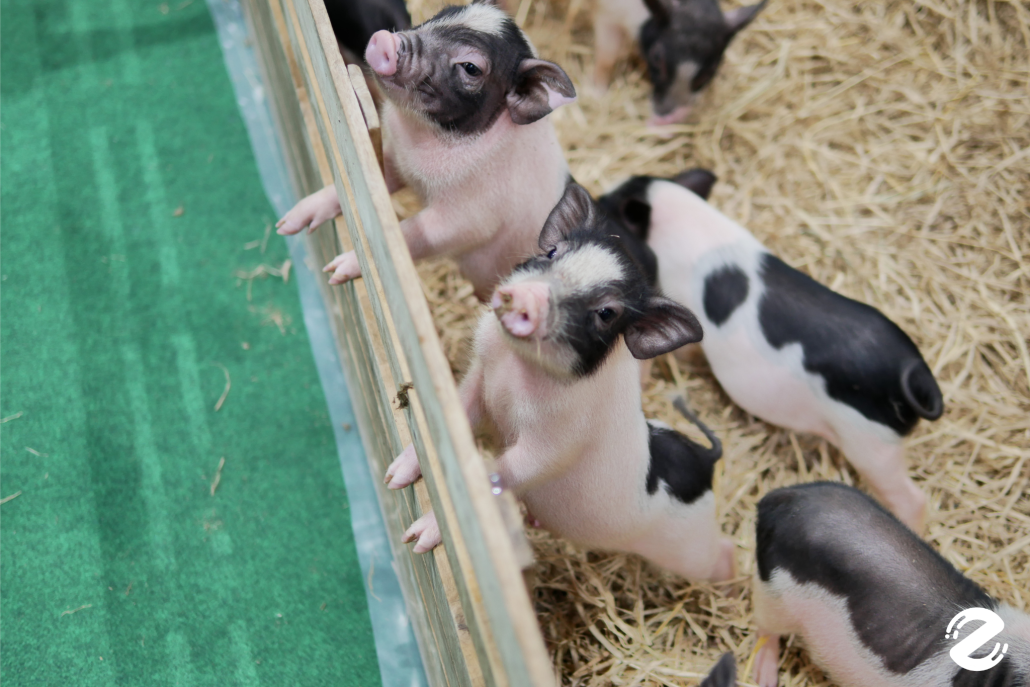 พาบุก! The Mall Lifestore Jungle Walk 2025 ท่องโลกมหัศจรรย์ ในแดนสัตว์แปลกพิศวง ชวนสัมผัสประสบการณ์ใหม่ ตื่นตาไปกับสัตว์หายากนานาชนิด! Zipevent