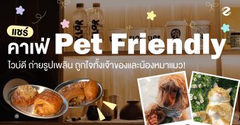 แชร์ 8 คาเฟ่ Pet Friendly ไวบ์ดี ถ่ายรูปเพลิน ชวนเช็คอินช่วงวันหยุด ถูกใจทั้งเจ้าของและน้องหมา! Zipevent