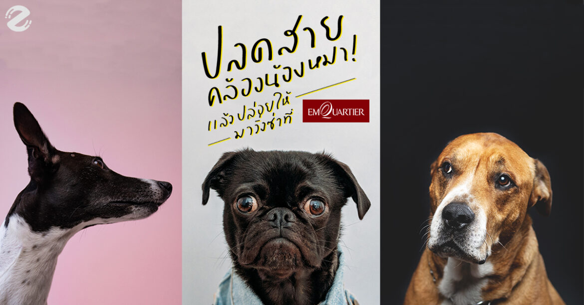 ปลดสายคล้องน้องหมา แล้วปล่อยให้มาวิ่งซ่าที่ EmQuartier ที่งาน Pet a Porter Pet A Porter