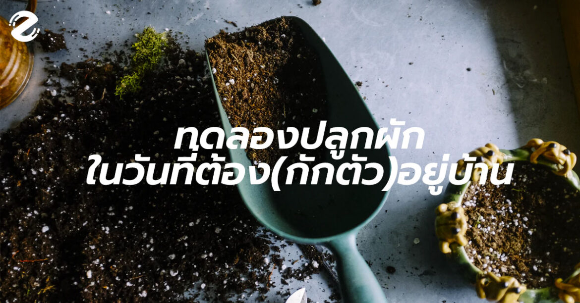 ทดลองปลูกผักกินเองในวันที่ต้อง (กักตัว) อยู่บ้าน!