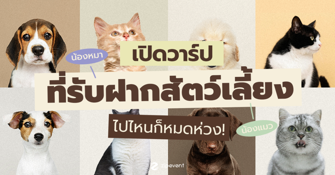 เปิดวาร์ป 5 ที่รับฝากสัตว์เลี้ยง จะน้องหมา หรือน้องแมว ไปไหนก็หมดห่วง!