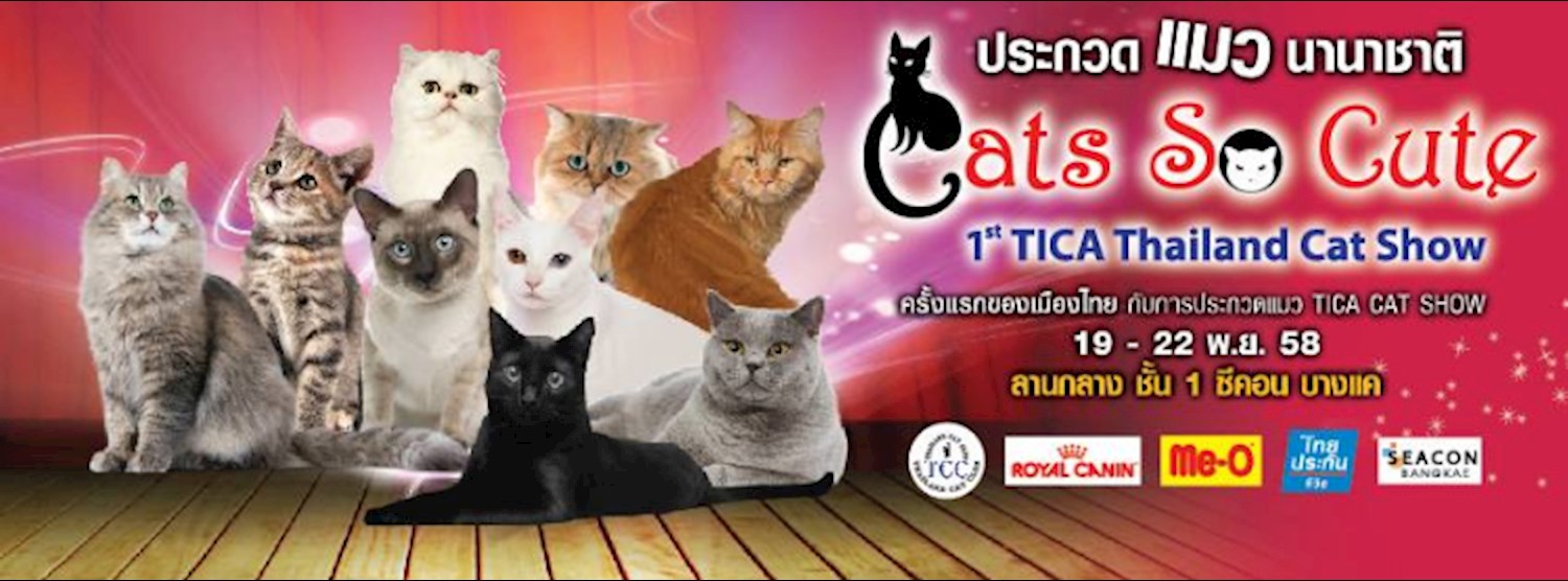 Cats So Cute : 1st TICA Thailand Cat Show Zipevent