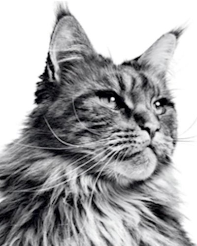 5th Royal Canin International Cat Show 2019 Zipevent