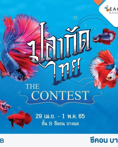 ปลากัดไทย THE CONTEST Zipevent