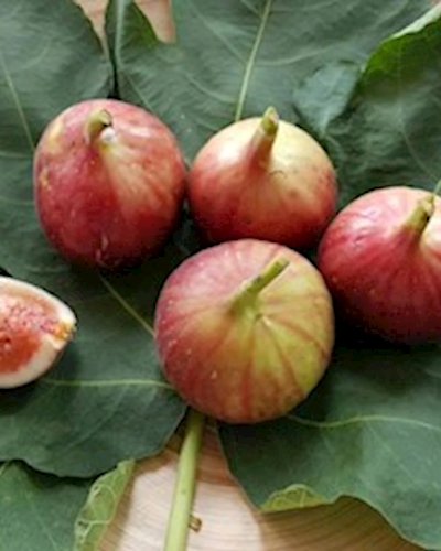Bangkok Farmer's Market at Gateway Ekamai Nov 11th - 12th Zipevent