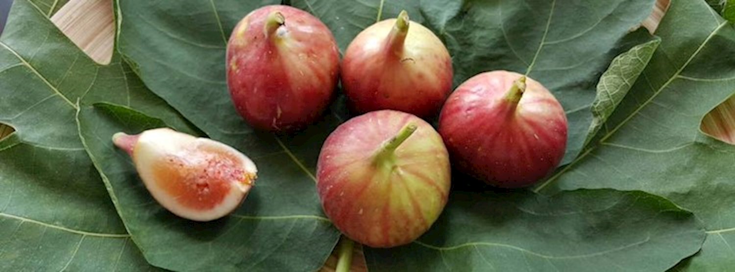 Bangkok Farmer's Market at Gateway Ekamai Nov 11th - 12th Zipevent