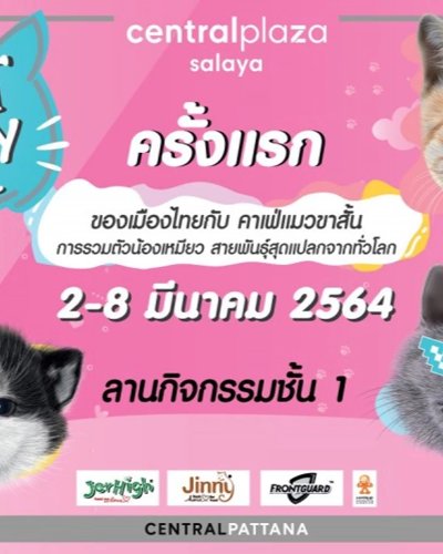Cat Story 2021 Zipevent