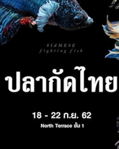 ปลากัดไทย Zipevent