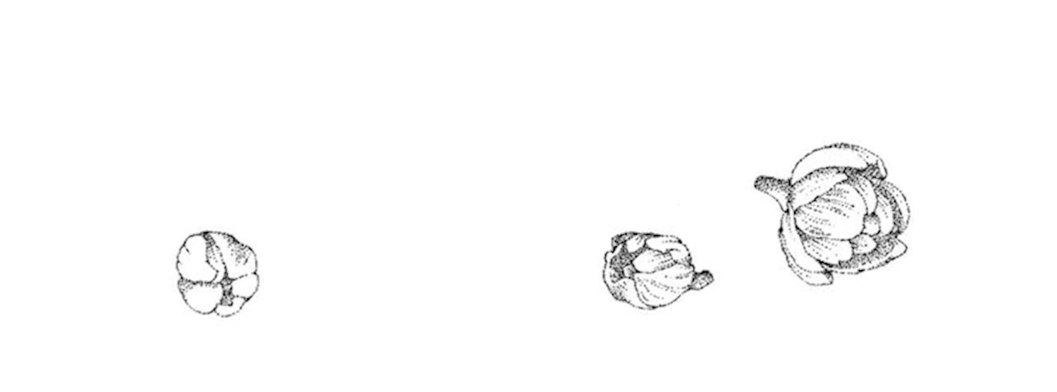 Botanica 1.2: Good wishes, Gratitude and Calotropis Gigantea Zipevent