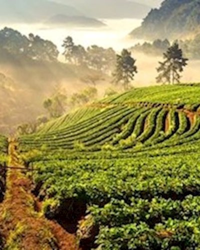 Luncheon Talk: Redefining the Good Food Zipevent
