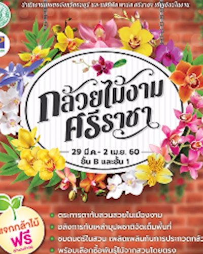 กล้วยไม้งามในเมือง Zipevent