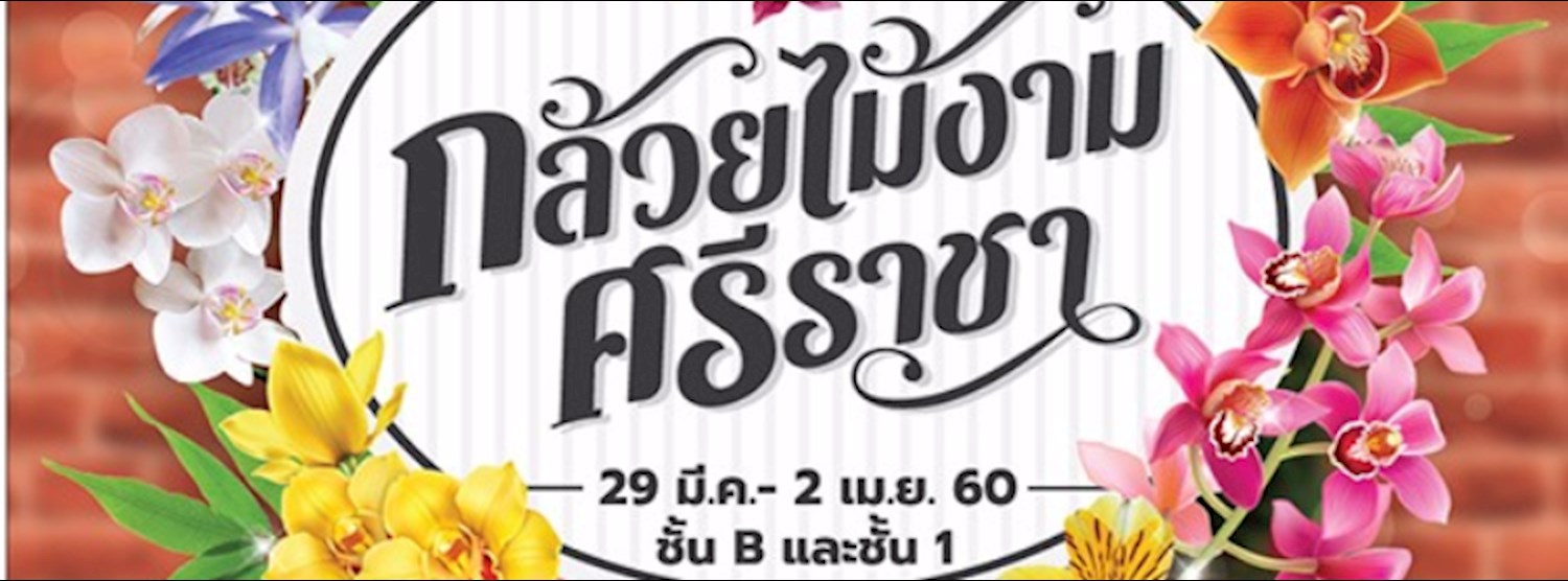 กล้วยไม้งามในเมือง Zipevent