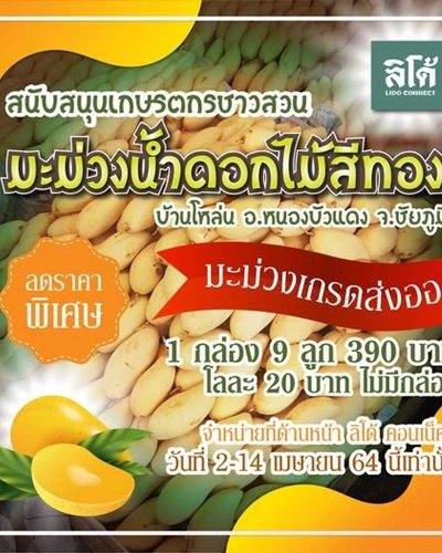 มะม่วงน้ำดอกไม้สีทอง Zipevent