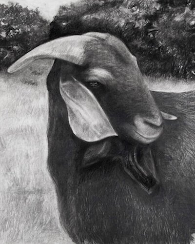 Exhibition - "The Goat Story" by Kedsuda Loogthong Zipevent