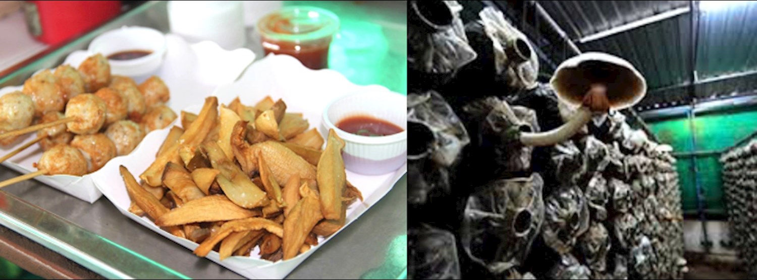 วังน้ำเขียวฟาร์ม (Mister Mushroom) ศูนย์เพาะเห็ดเมืองหนาว วังน้ำเขียว จ.โคราช Zipevent