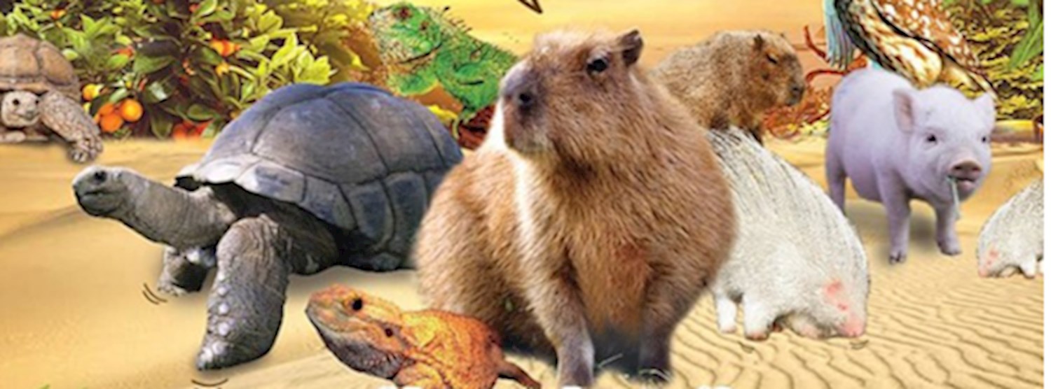 ตุ๊ต๊ะ ต้วมเตี้ยม Zipevent