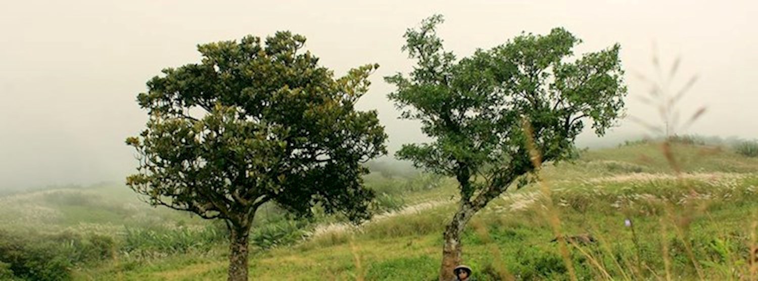 Dragonfly Collector Live in Bangkok (Ph) Zipevent