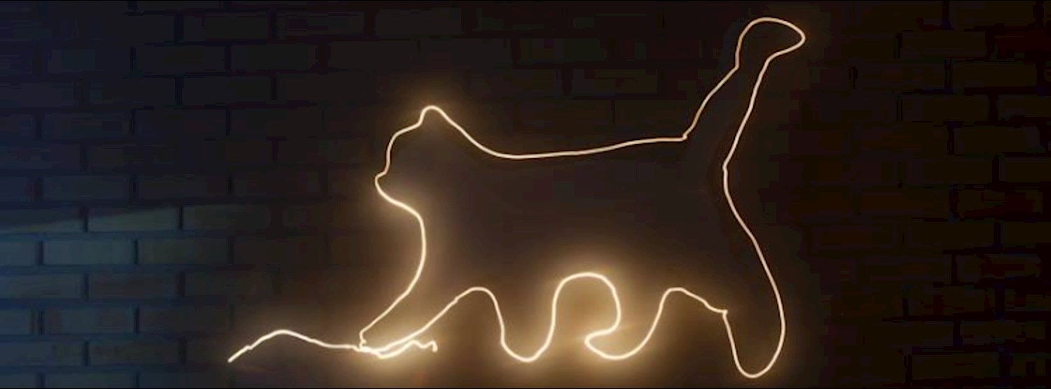 Bonsai Kitten at Whiteline (December 14, 2017) Zipevent