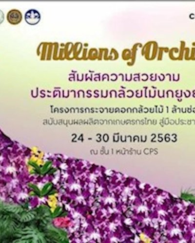 Millions of Orchid Zipevent