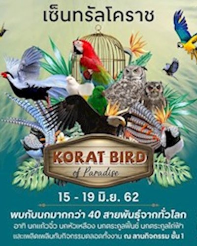 Korat Bird Of Paradise 2019 Zipevent