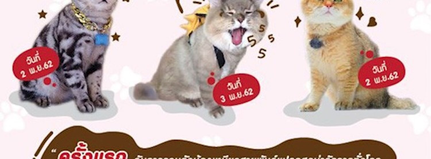 CAT LOVER 2019 Zipevent