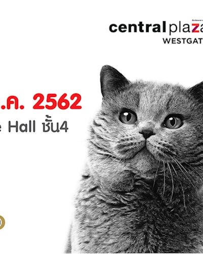 19th Thailand Cat Show 2019 Zipevent