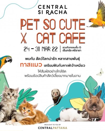 Pet So Cute x Cat Cafe’ Zipevent