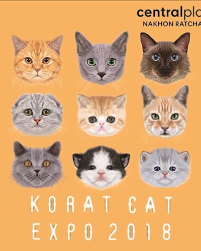 Korat Cat Expo 2018 Zipevent