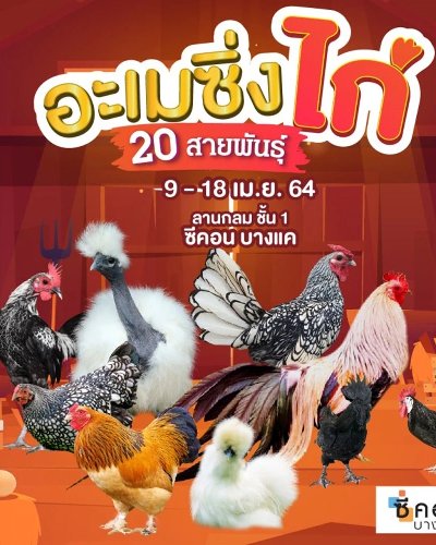อะเมซิ่งไก่ 20 สายพันธุ์ Zipevent