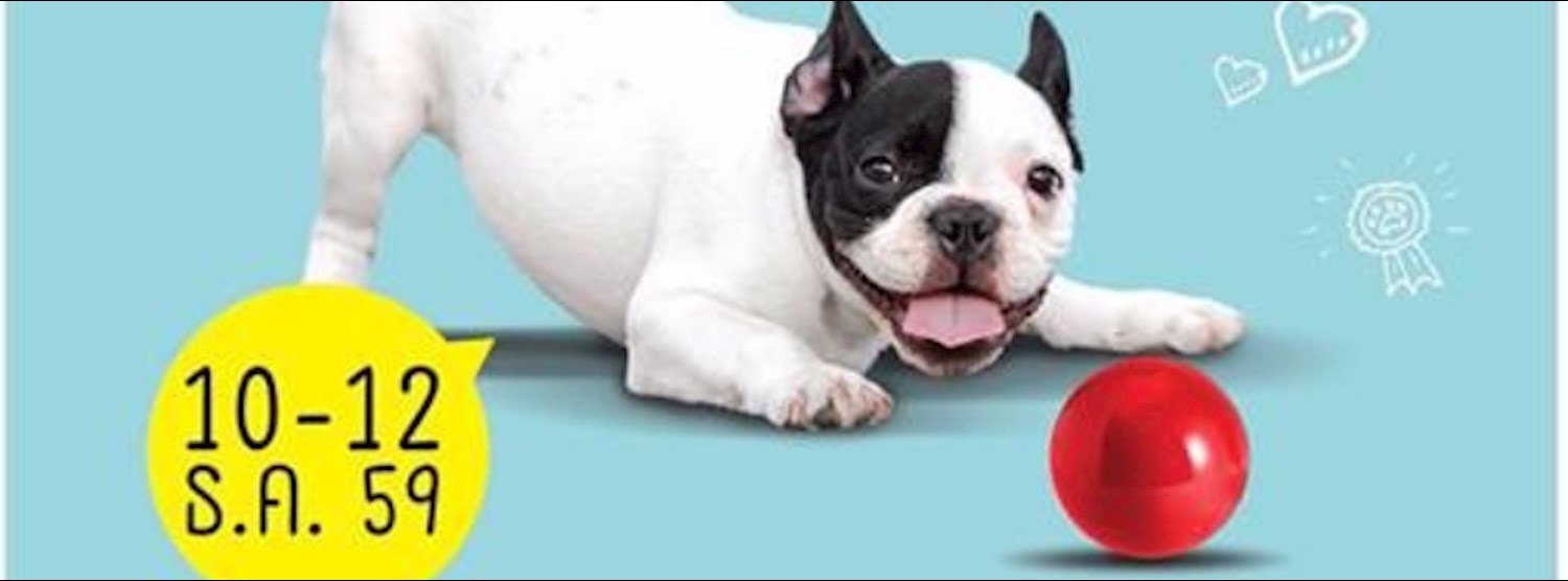 มะหมาผู้ซื่อสัตย์ Zipevent