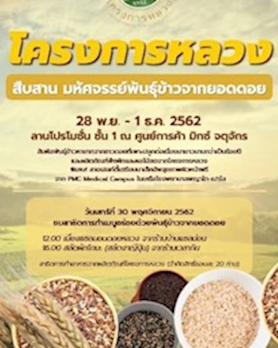 โครงการหลวง สืบสาน มหัศจรรย์พันธุ์ข้าวจากยอดดอย Zipevent