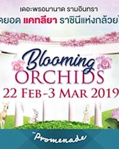 Blooming Orchids 2019 Zipevent