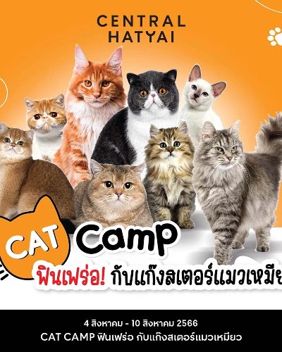 Cat Camp Zipevent