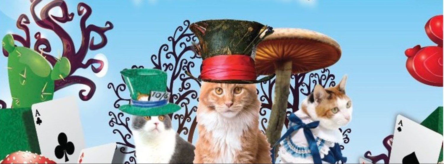Cat in Wonderland Zipevent