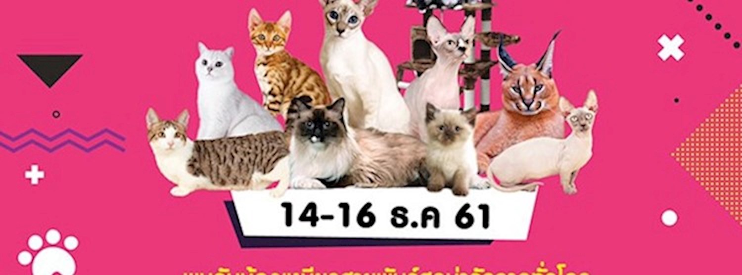 Cat Festival 2018 Zipevent