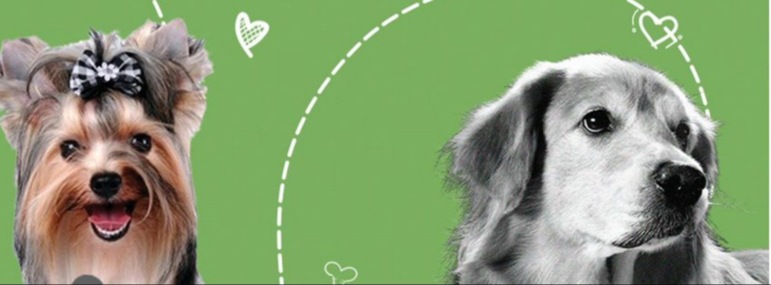 Variety Breed Jerhigh Championship Dog Show 2022 Zipevent