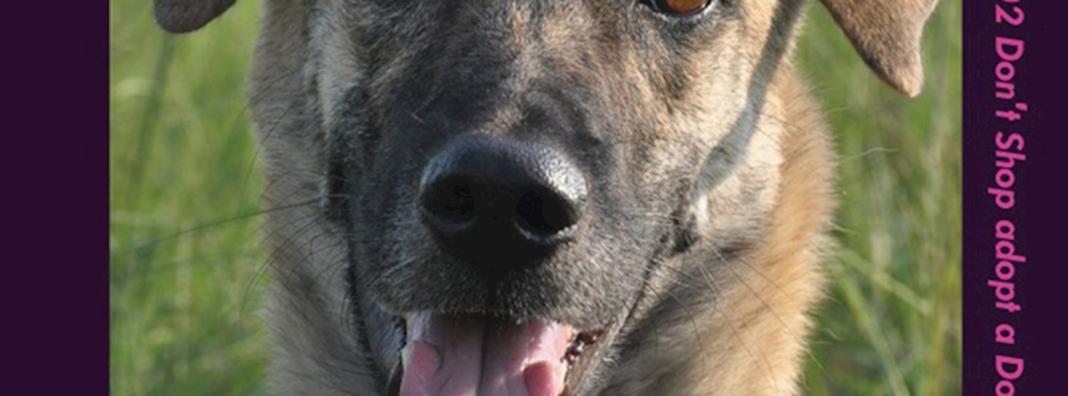 DOG'S DAY EP3 Zipevent