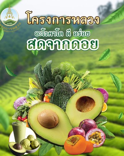โครงการหลวงอะโวคาโด ดี อร่อย สด จากดอย Zipevent