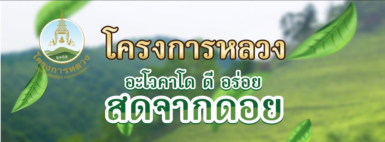 โครงการหลวงอะโวคาโด ดี อร่อย สด จากดอย Zipevent