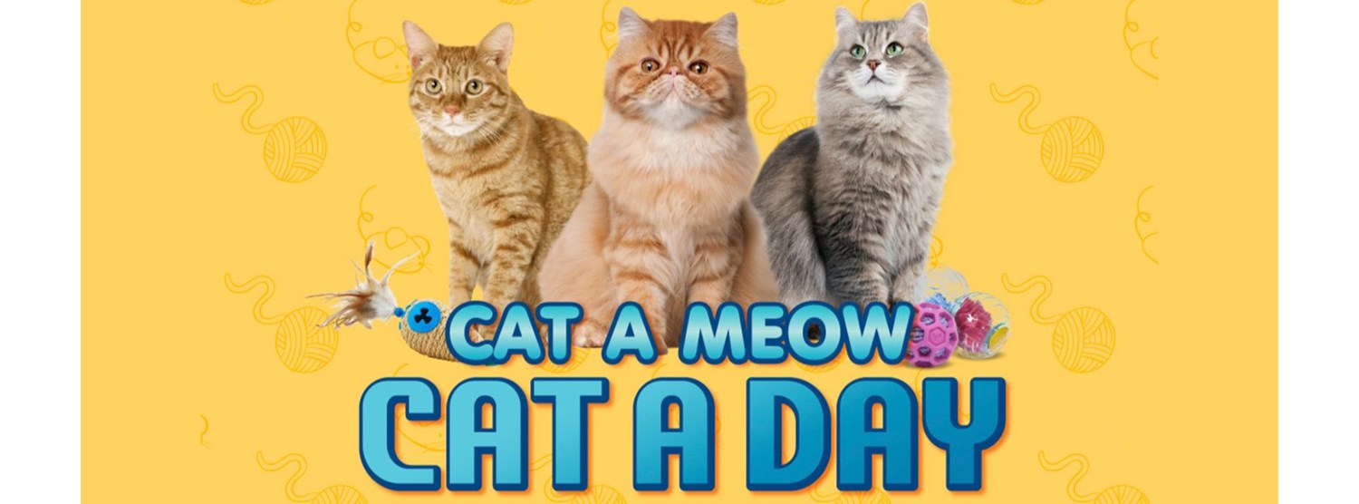 Cat A Meow Cat A Day 2023 Zipevent