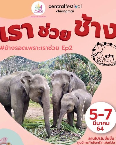 ช้างรอดเพราะเราช่วย EP.2 Zipevent