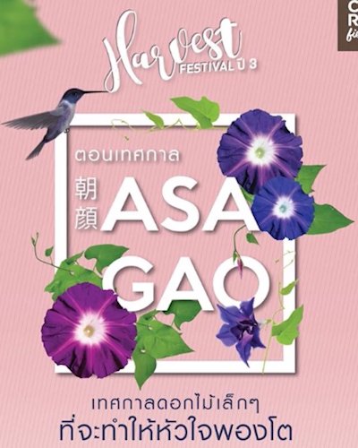 Harvest Festival ปี 3 ตอน เทศกาล Asagao Zipevent