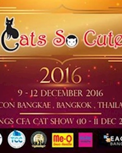 Cats So Cute 2016 Zipevent